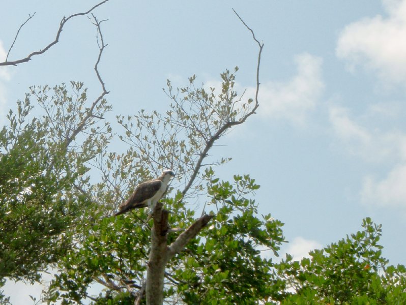 Captiva052409-5260071.jpg - Osprey