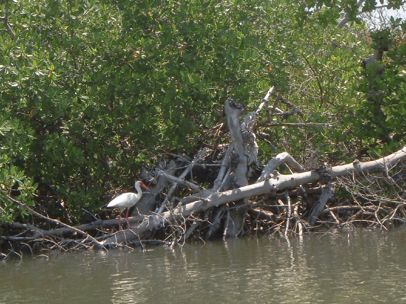 Captiva052409-5260095.jpg - Ibis