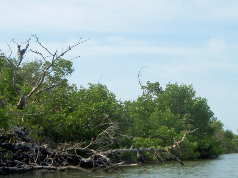 Captiva052409-5270009.jpg - Kayaking from McCarthy Marina to Blind Pass