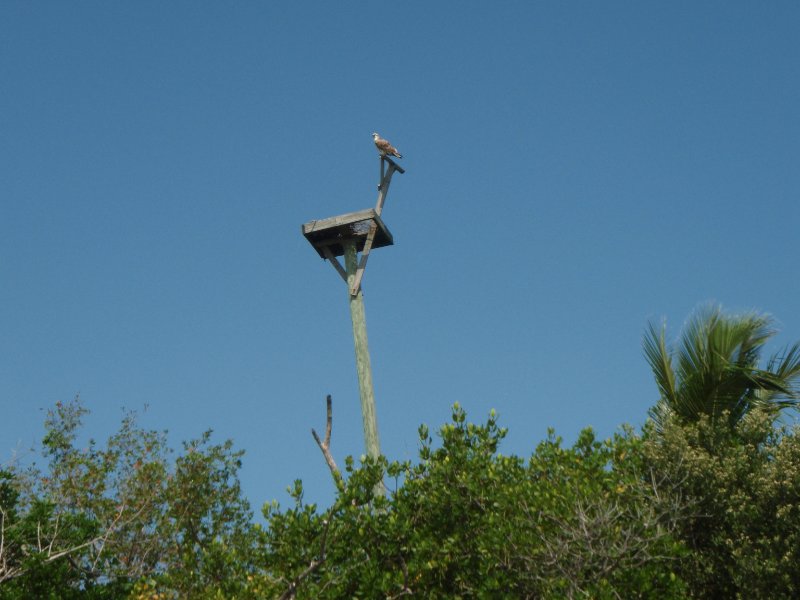 Captiva052409-5270032.jpg - Osprey