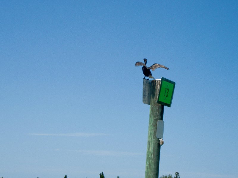 Captiva052409-5270060.jpg - Cormorant