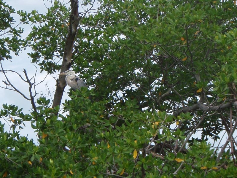 Captiva052409-5290069.jpg - Great Blue Heron in Chadwick Bayou