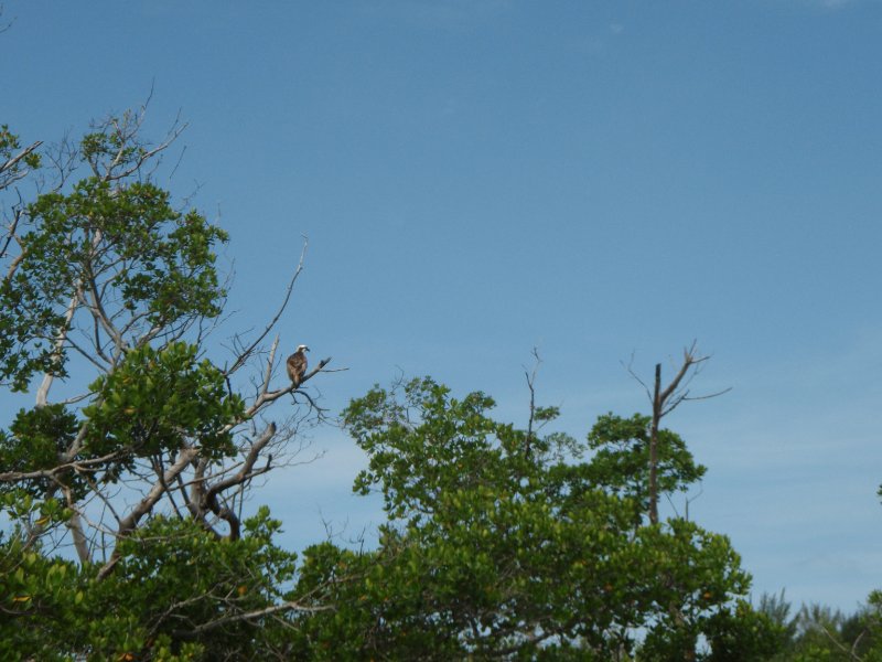 Captiva052409-5290082.jpg - Osprey