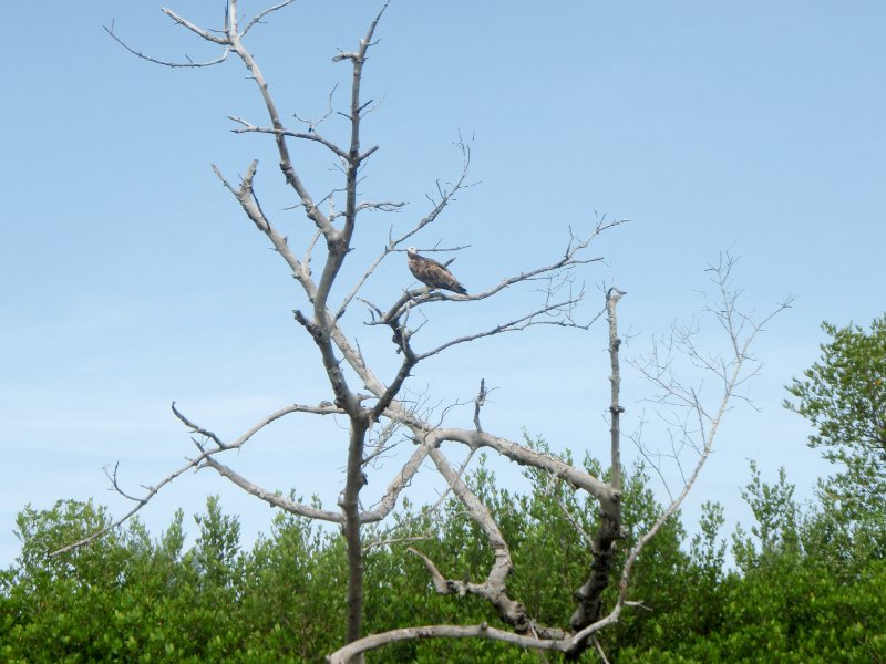 Captiva052409-5290090.jpg - Osprey