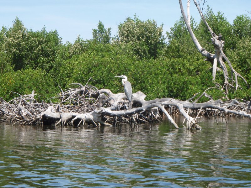 Captiva052409-5290103.jpg - Great Blue Heron in Chadwick Bayou