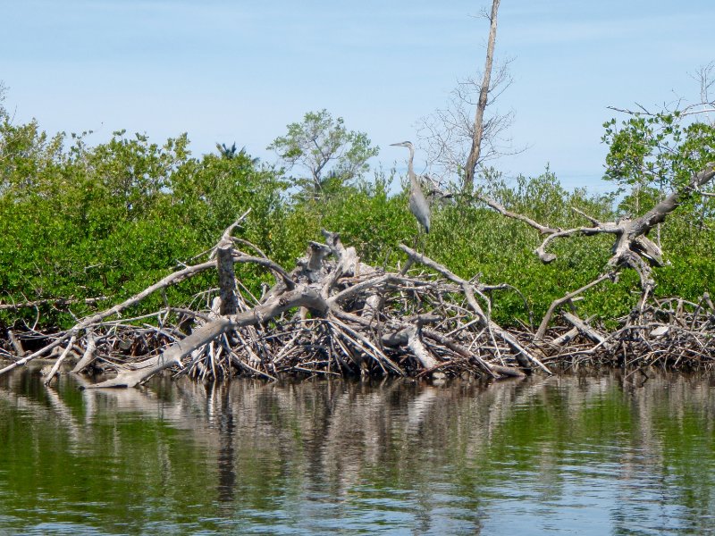 Captiva052409-5290104.jpg - Great Blue Heron in Chadwick Bayou