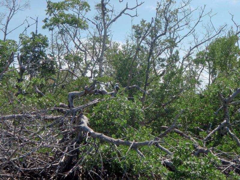 Captiva052409-5290106.jpg - Osprey