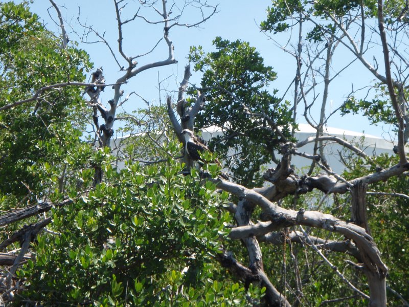 Captiva052409-5290107.jpg - Osprey