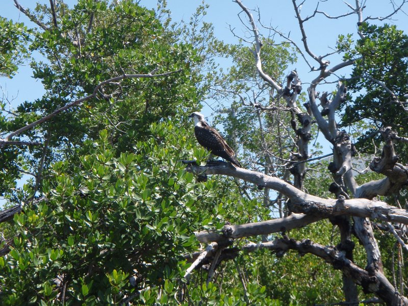 Captiva052409-5290108.jpg - Osprey