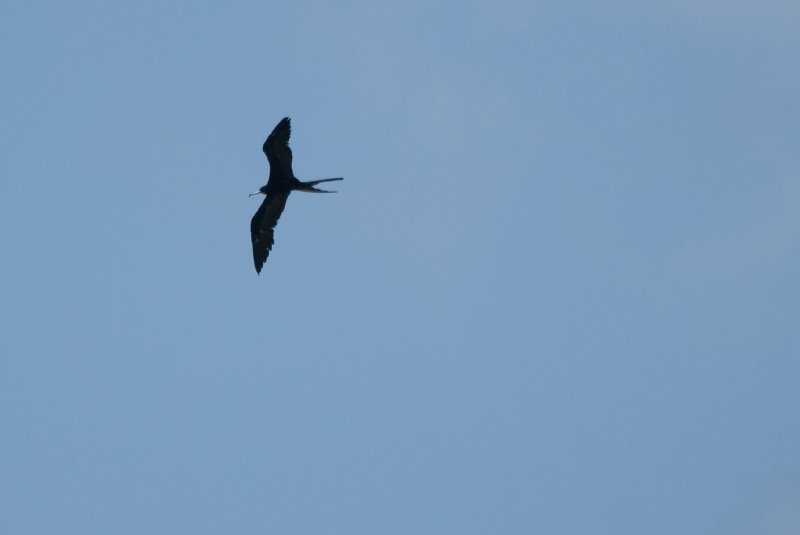 Captiva052409-7025.jpg - Frigate Bird