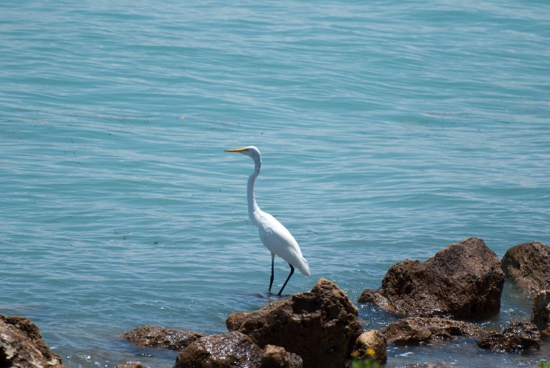 Captiva052409-7031.jpg - Great Egret