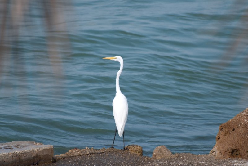 Captiva052409-7130.jpg - Great Egret