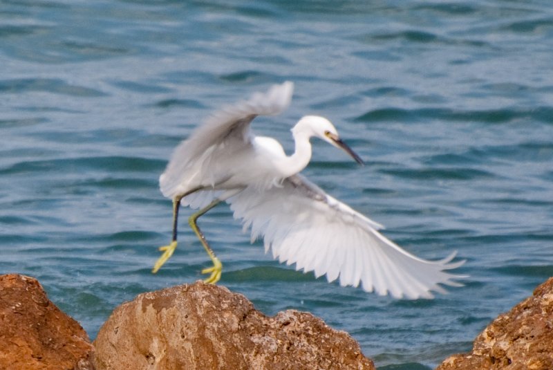 Captiva052409-7132-2.jpg - Snowy Egret