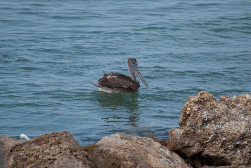 Captiva052409-7135.jpg - Pelican