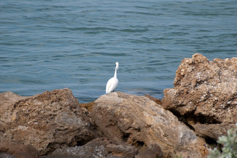 Captiva052409-7136.jpg - Snowy Egret