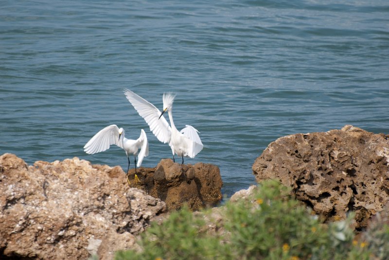 Captiva052409-7142.jpg - Snowy Egrets