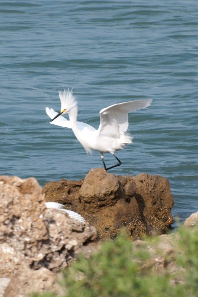 Captiva052409-7143.jpg - Snowy Egrets