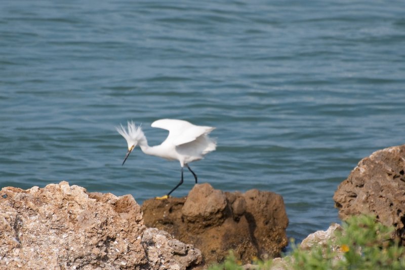 Captiva052409-7144.jpg - Snowy Egret