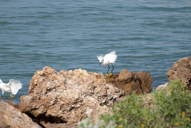 Captiva052409-7145.jpg - Snowy Egrets