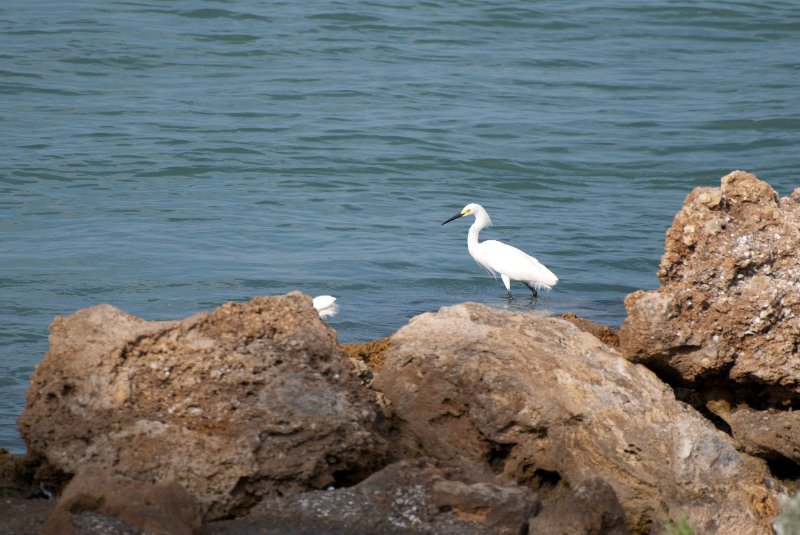 Captiva052409-7149.jpg - Snowy Egrets