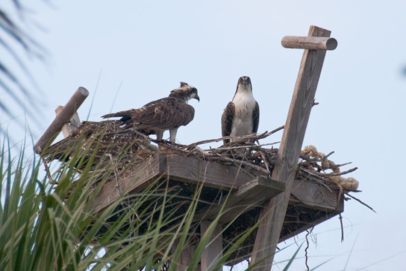 Captiva052409-7157.jpg - Osprey Nest