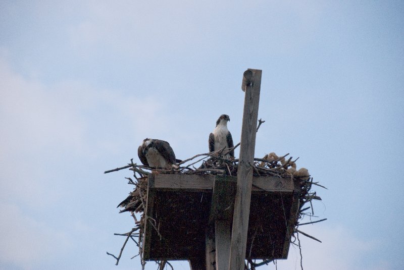 Captiva052409-7160.jpg - Osprey Nest