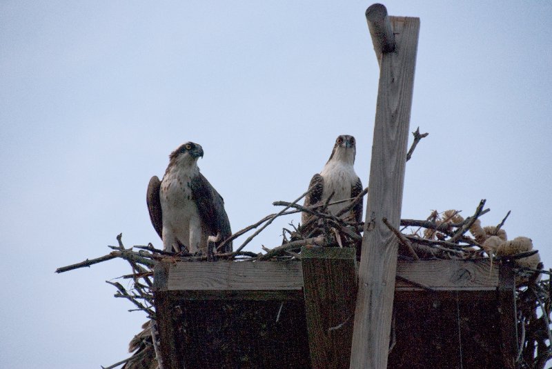 Captiva052409-7165.jpg - Osprey Nest