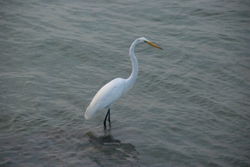 Captiva052409-7170.jpg - Great Egret