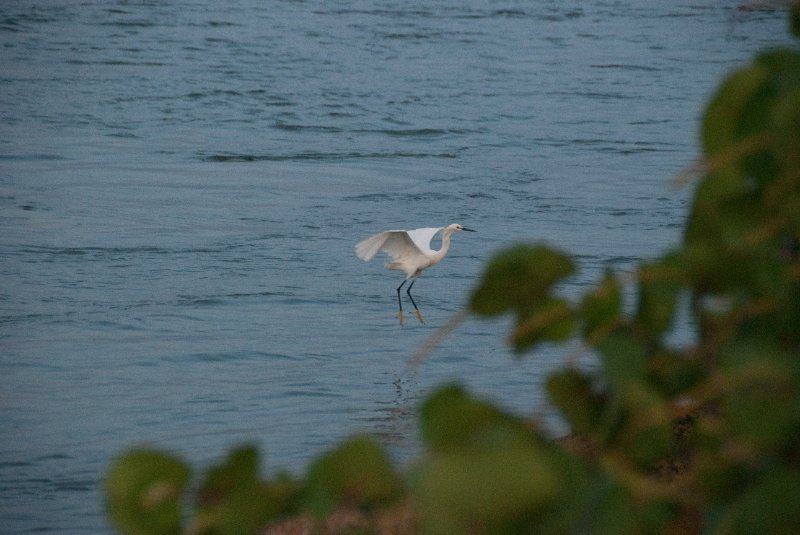 Captiva052409-7171.jpg - Snowy Egret