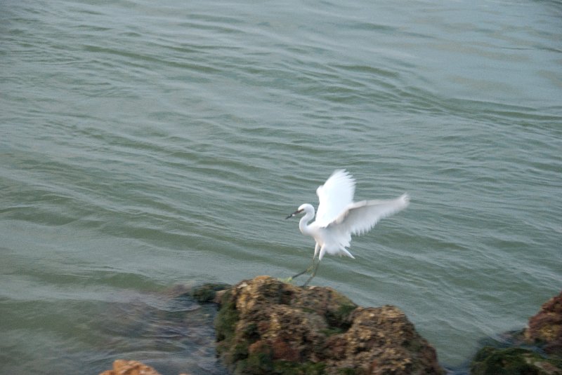 Captiva052409-7172.jpg - Snowy Egret