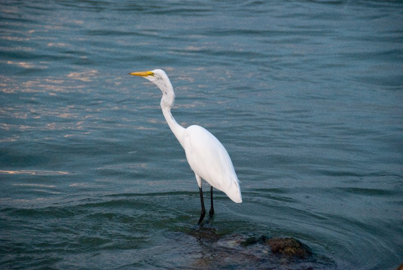 Captiva052409-7188.jpg - Great Egret