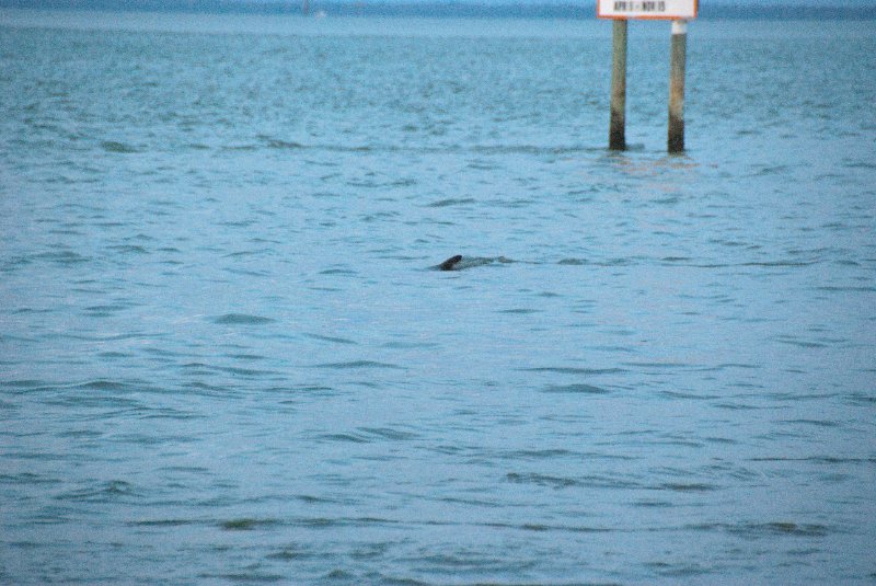 Captiva052409-7191.jpg - Dolphin