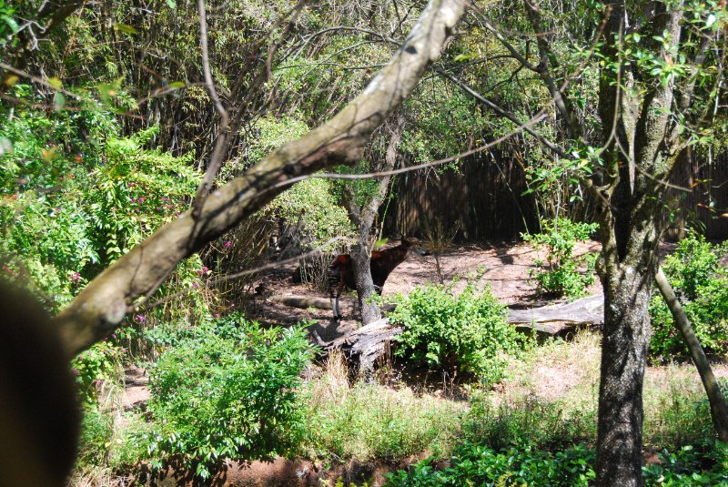 DisneyWorld022709-3154.jpg - Kilimanjaro Safaris