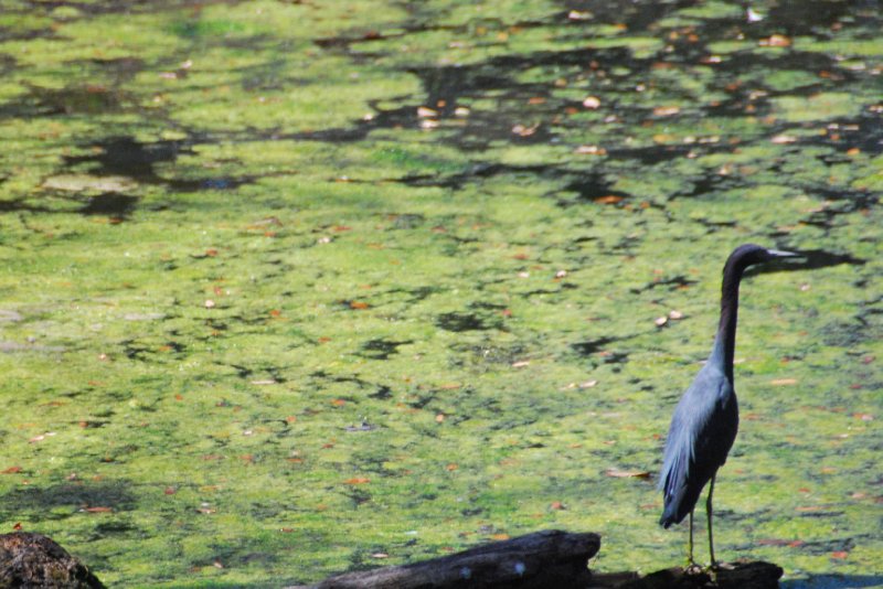 DisneyWorld022709-3156.jpg - Kilimanjaro Safaris