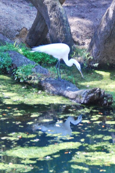 DisneyWorld022709-3158.jpg - Kilimanjaro Safaris