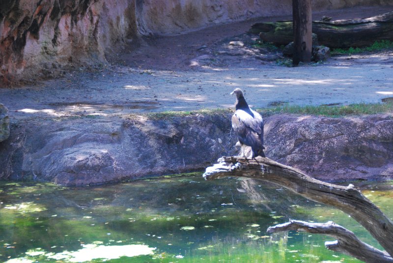 DisneyWorld022709-3159.jpg - Kilimanjaro Safaris