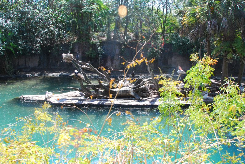 DisneyWorld022709-3165.jpg - Kilimanjaro Safaris