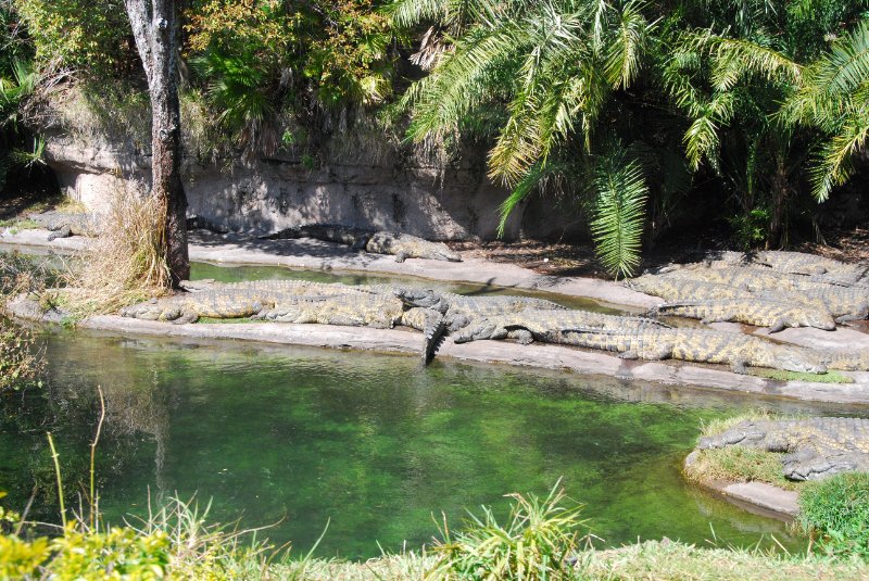 DisneyWorld022709-3174.jpg - Kilimanjaro Safaris