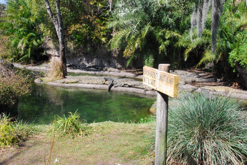 DisneyWorld022709-3175.jpg - Kilimanjaro Safaris