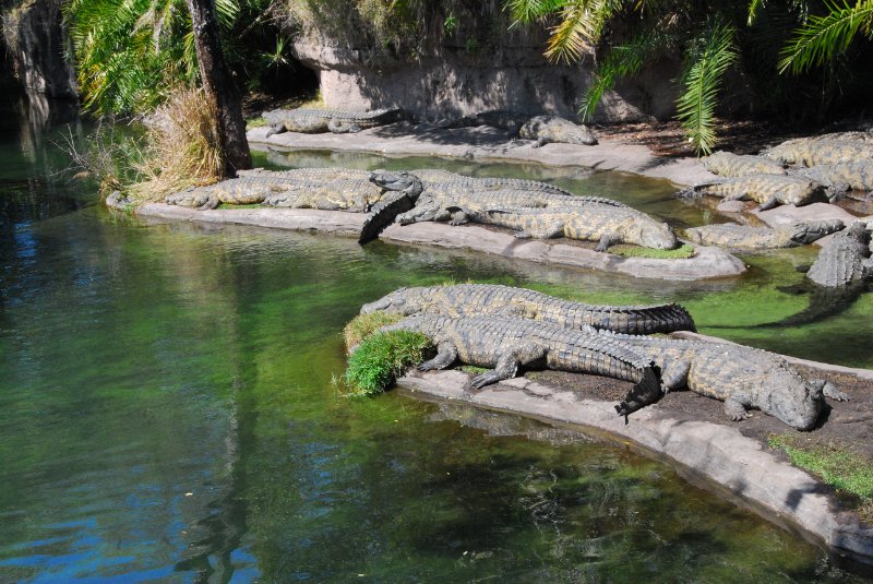 DisneyWorld022709-3179.jpg - Kilimanjaro Safaris