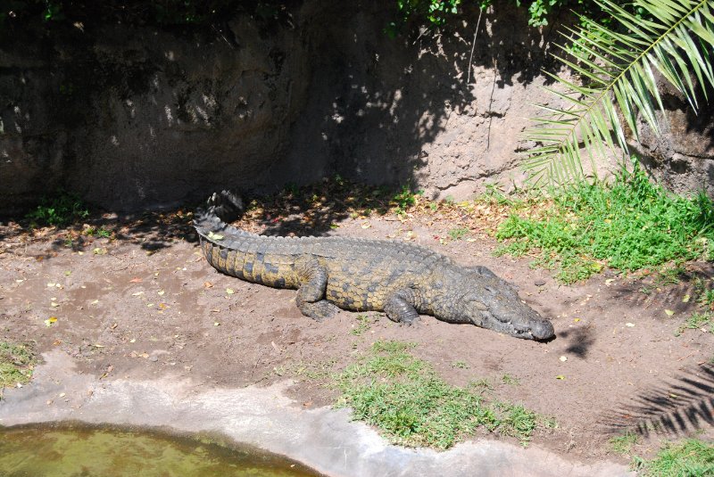 DisneyWorld022709-3180.jpg - Kilimanjaro Safaris