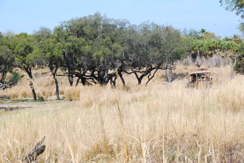 DisneyWorld022709-3182.jpg - Kilimanjaro Safaris