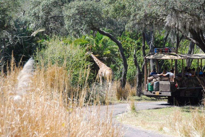 DisneyWorld022709-3184.jpg - Kilimanjaro Safaris