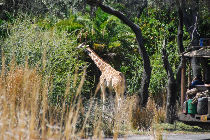 DisneyWorld022709-3185.jpg - Kilimanjaro Safaris