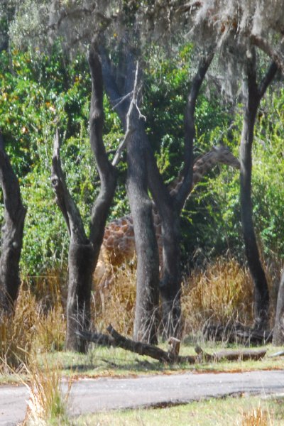 DisneyWorld022709-3186.jpg - Kilimanjaro Safaris