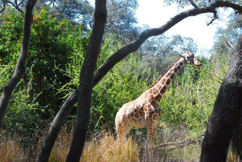 DisneyWorld022709-3187.jpg - Kilimanjaro Safaris