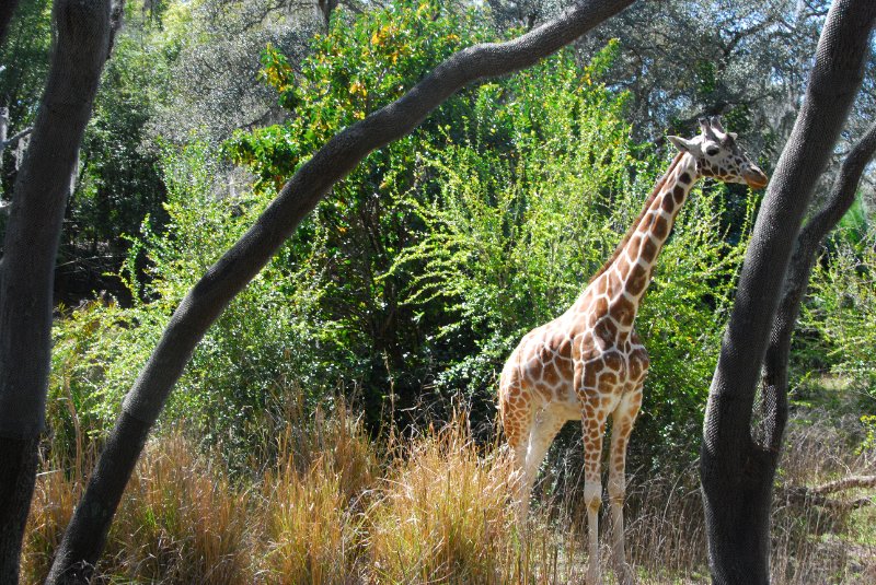 DisneyWorld022709-3188.jpg - Kilimanjaro Safaris