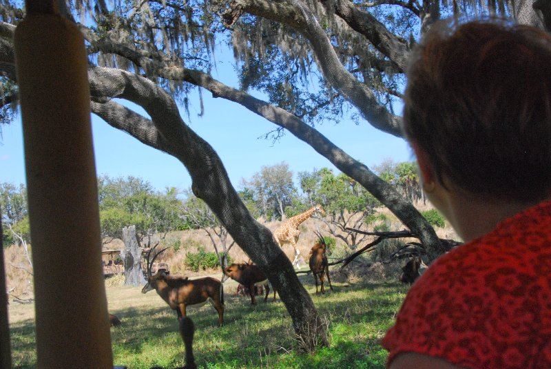 DisneyWorld022709-3189.jpg - Kilimanjaro Safaris