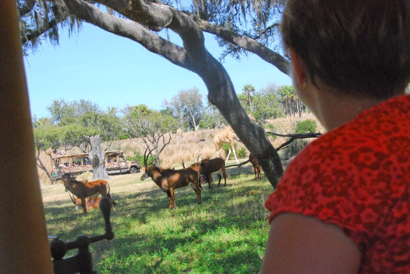 DisneyWorld022709-3190.jpg - Kilimanjaro Safaris