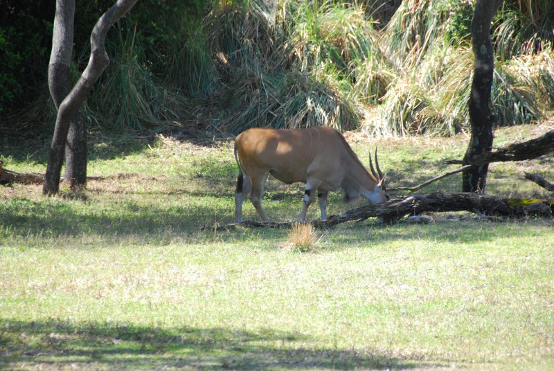 DisneyWorld022709-3192.jpg - Kilimanjaro Safaris